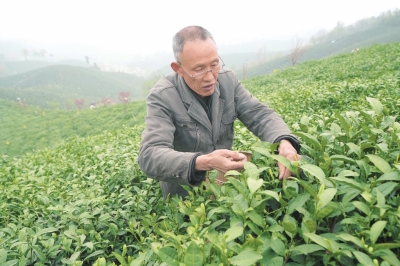 【河南好項目-圖片】信陽茶園美如畫