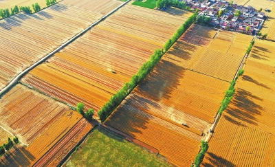 1365.16億斤！河南糧食總産量首次跨越1350億斤臺階