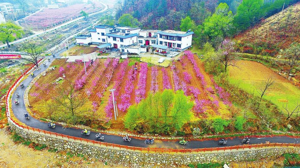 【焦點圖-大圖】【移動端-焦點圖】欒川縣粉紅桃花競相綻放引遊人踏青賞花