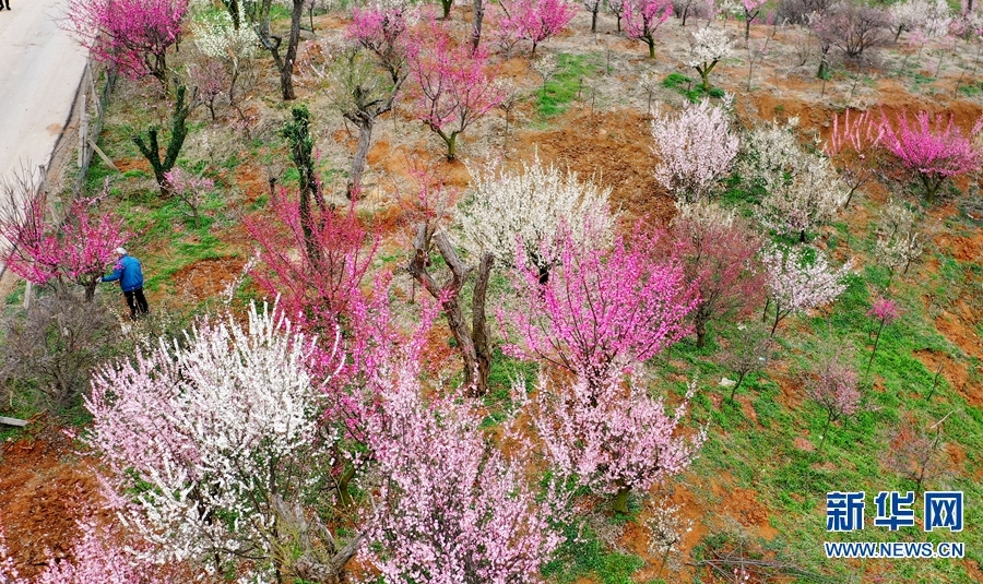 【焦點圖-大圖】【移動端-輪播圖】南陽市臥龍區：植樹造綠正當時