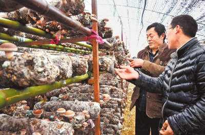 【河南好項目-圖片】香菇種植培訓助脫貧