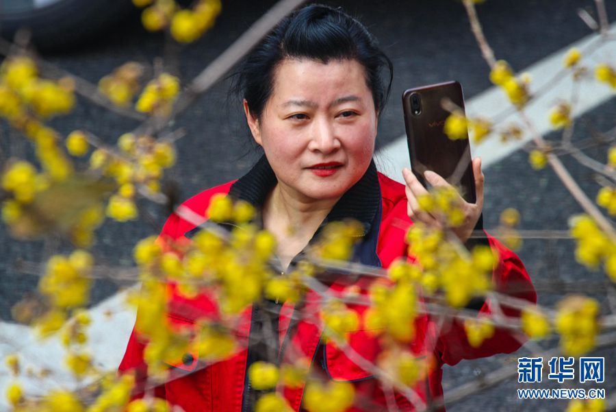 河南南陽：小寒節氣到 蠟梅如約開