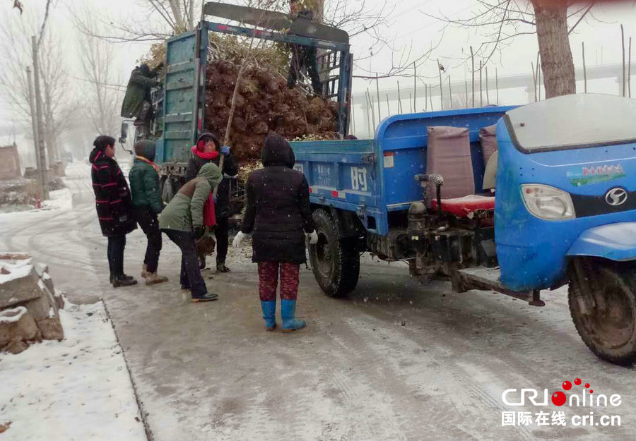 【焦點圖-大圖】【 移動端-焦點圖】河南寶豐：雪中植樹綠化忙