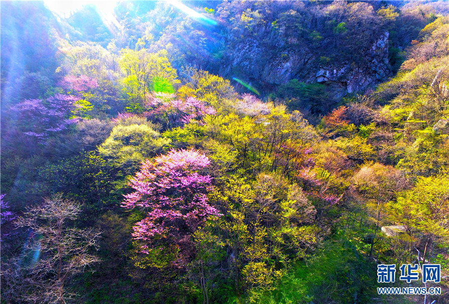 【焦點圖-大圖】【移動端-輪播圖】河南省魯山縣：春色滿園關不住