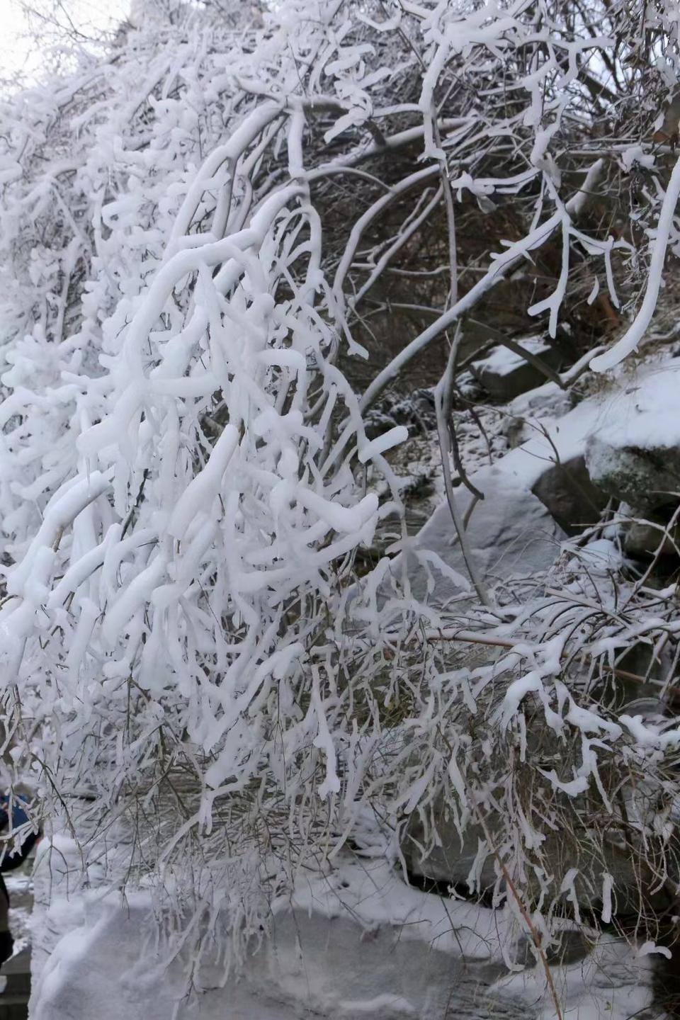 氣溫大降 焦作雲臺山現冰雪世界景色