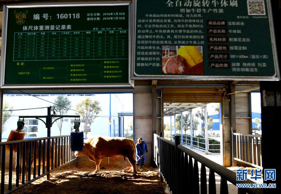 一頭牛拉動百億産業：河南泌陽的“牛”經濟