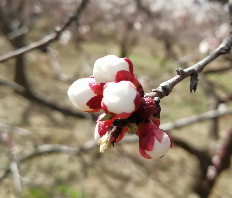 【河南供稿】靈寶市：花兒綻放 春色漸濃（組圖）