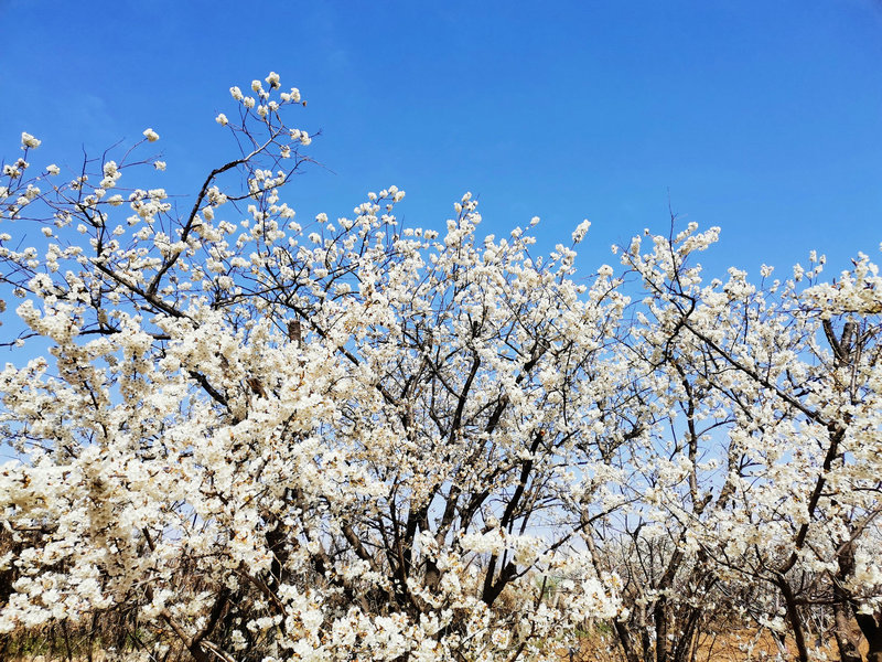 【河南供稿】靈寶市：花兒綻放 春色漸濃（組圖）