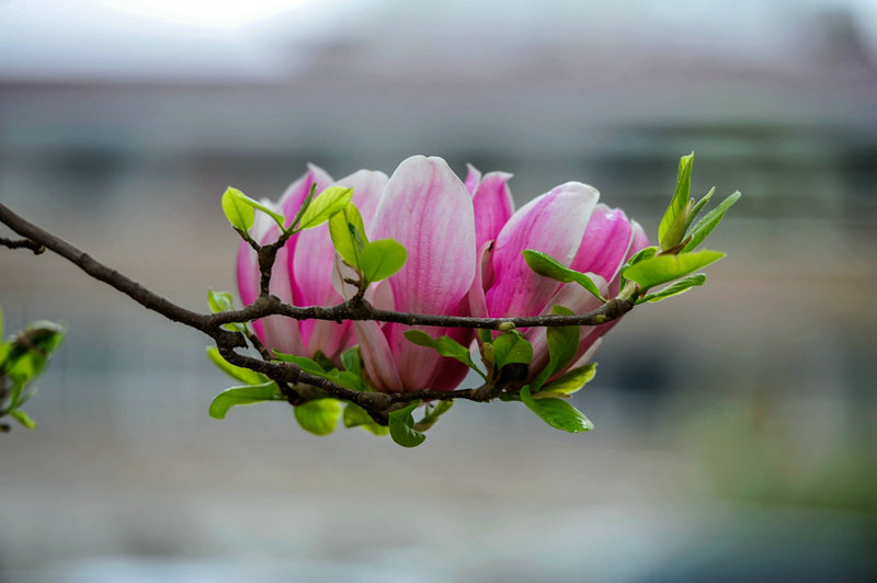 【河南供稿】靈寶市：花兒綻放 春色漸濃（組圖）