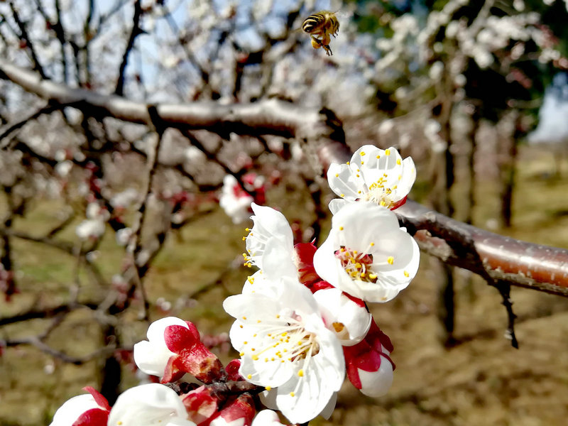 【河南供稿】靈寶市：花兒綻放 春色漸濃（組圖）