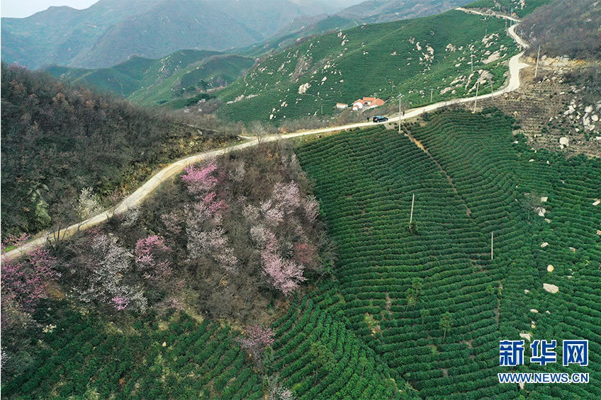 【焦點圖-大圖】【移動端-輪播圖】信陽：茶鄉春來早