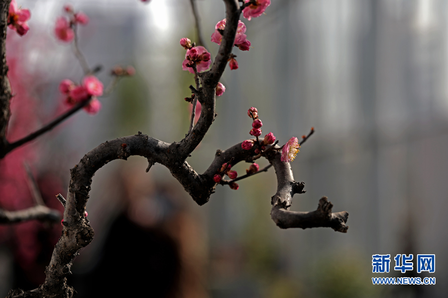 “綠滿商都 花繪鄭州”系列花展迎新春