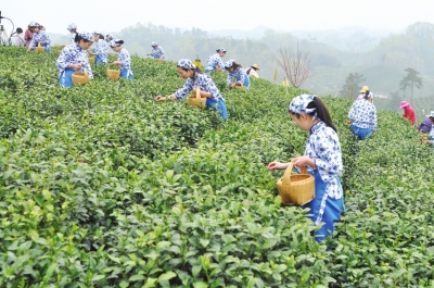 【旅遊資訊-文字列表】錦繡茶鄉滿庭芳第27屆信陽茶文化節即將開幕