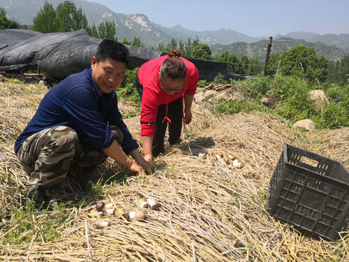 【河南供稿】河南魯山：貧困戶收穫赤松茸 電商搭臺賣上好價錢