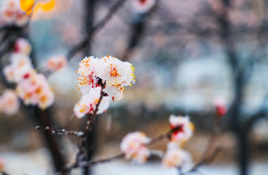 河南：花在雪中搖曳 雪在花上起舞