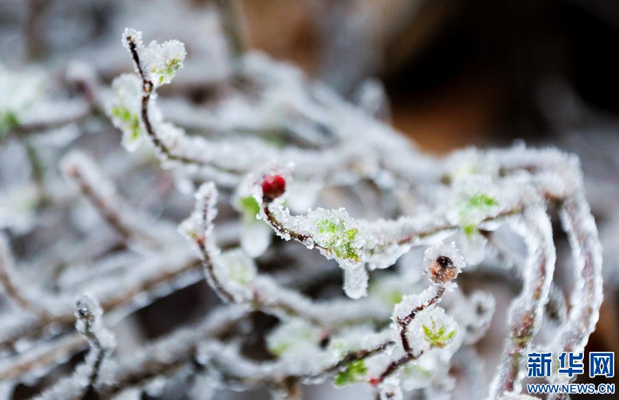 三門峽：一場“桃花雪”扮美“豫西後花園”