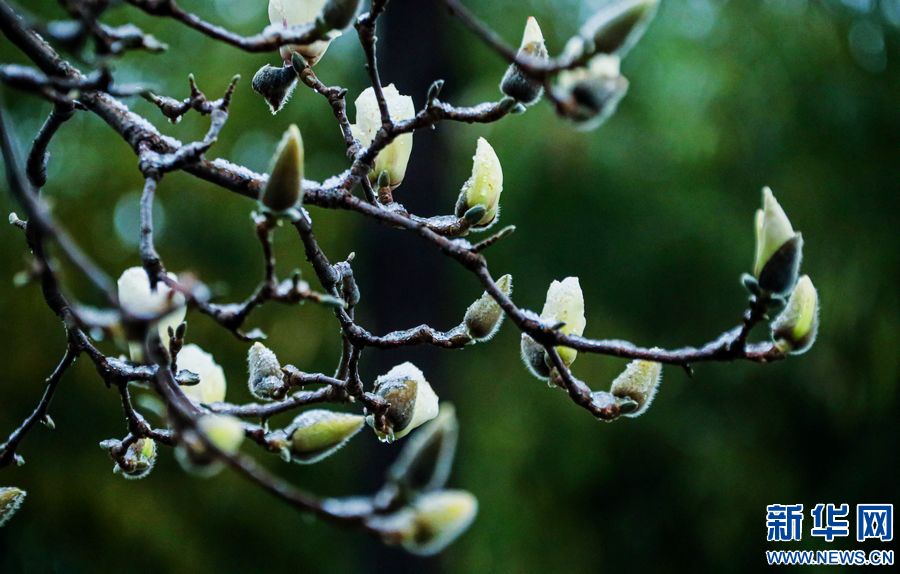 三門峽：一場“桃花雪”扮美“豫西後花園”