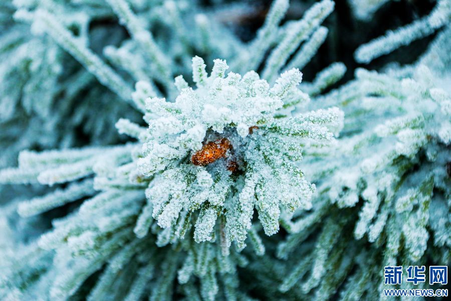 三門峽：一場“桃花雪”扮美“豫西後花園”