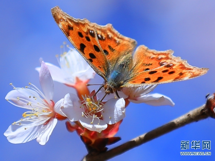 【焦點圖-大圖】【移動端-輪播圖】河南滑縣：春日蝶戀花