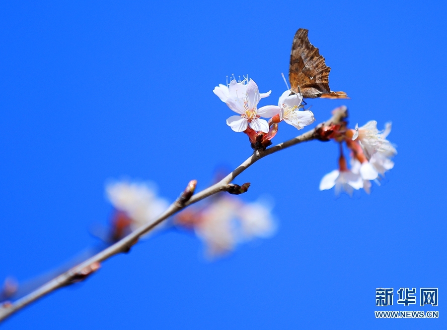 【焦點圖-大圖】【移動端-輪播圖】河南滑縣：春日蝶戀花