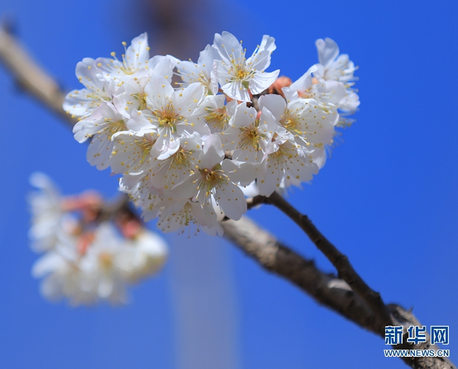 【焦點圖-大圖】【移動端-輪播圖】河南滑縣：春日蝶戀花