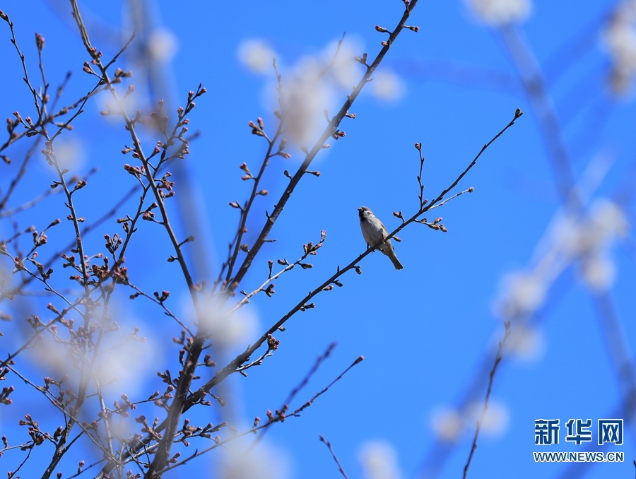 【焦點圖-大圖】【移動端-輪播圖】河南滑縣：春日蝶戀花