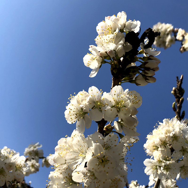 河南信陽：繁花似錦春似海