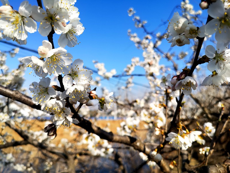 河南信陽：繁花似錦春似海