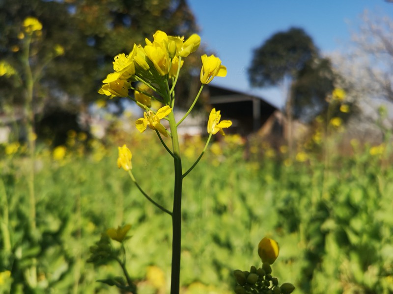 河南信陽：繁花似錦春似海