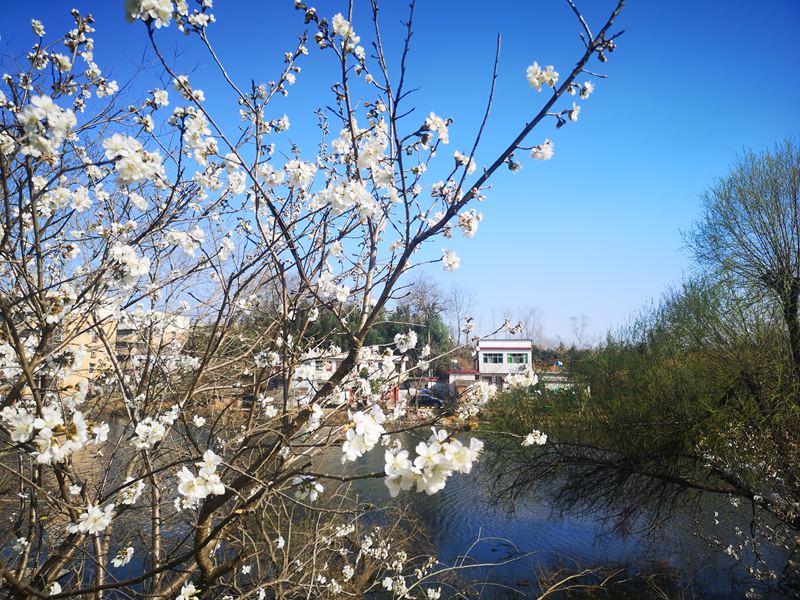 河南信陽：繁花似錦春似海