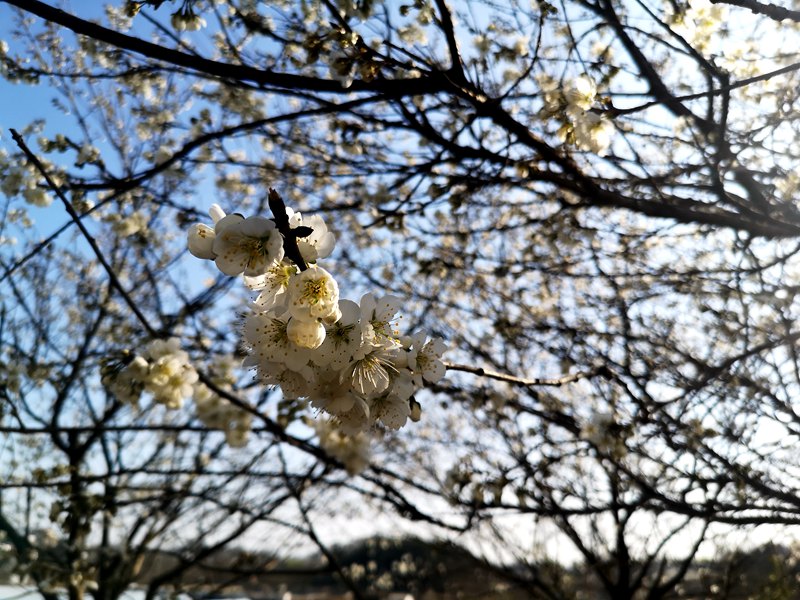 河南信陽：繁花似錦春似海