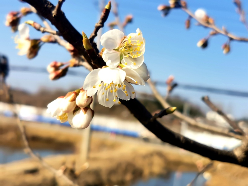 河南信陽：繁花似錦春似海