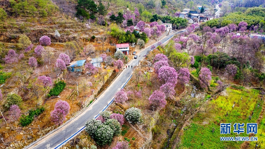 南陽市南召縣：玉蘭花開美鄉村