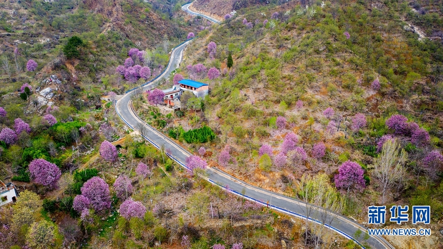 南陽市南召縣：玉蘭花開美鄉村