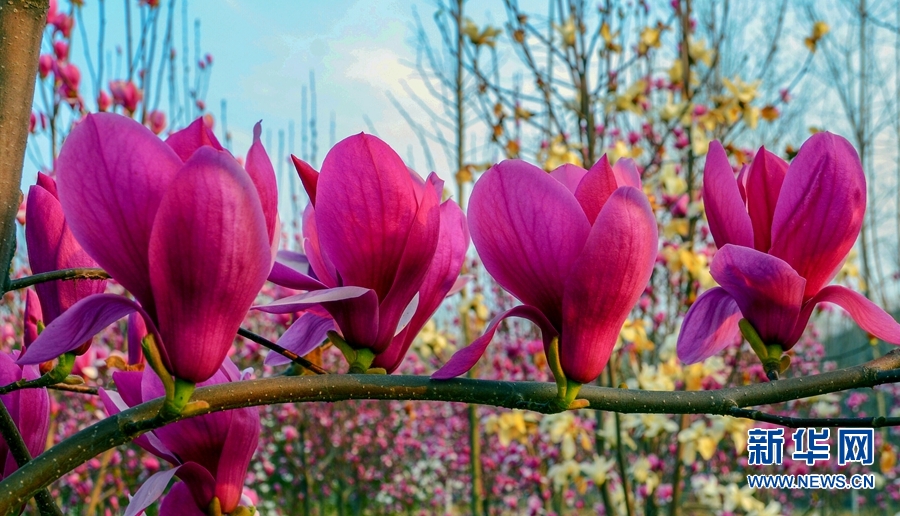 南陽市南召縣：玉蘭花開美鄉村