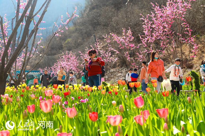 河南新鄉：春到太行花滿山