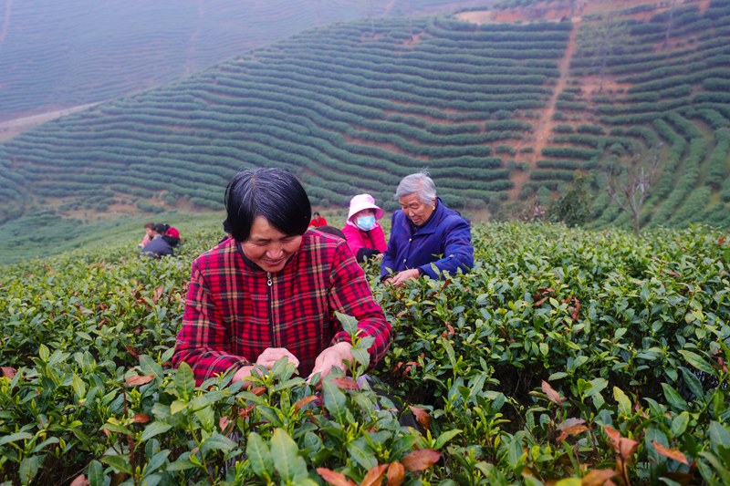 河南信陽：春光好 採茶忙