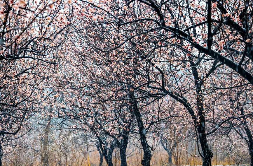 河南：花在雪中搖曳 雪在花上起舞