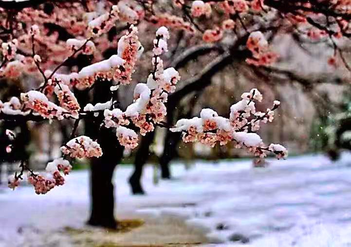 河南：花在雪中搖曳 雪在花上起舞