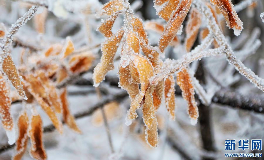 三門峽：一場“桃花雪”扮美“豫西後花園”