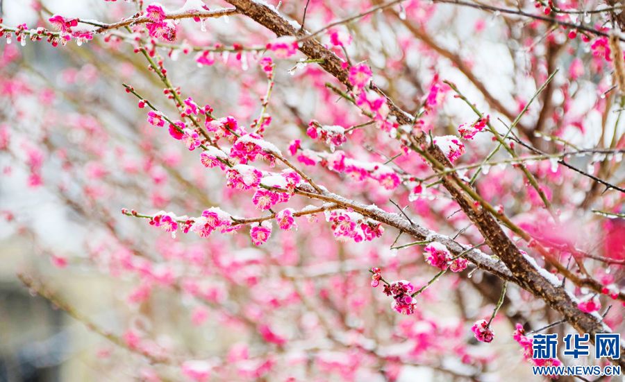 三門峽：一場“桃花雪”扮美“豫西後花園”