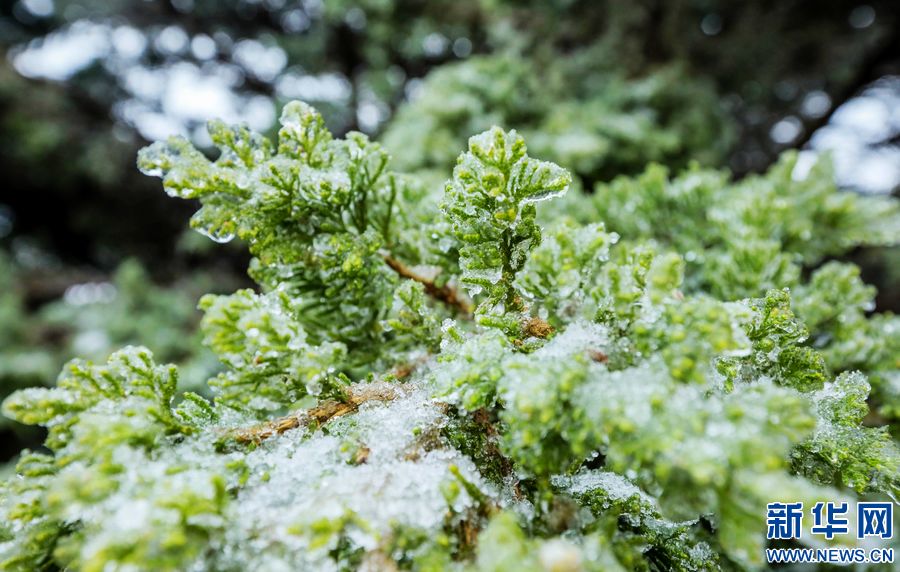 三門峽：一場“桃花雪”扮美“豫西後花園”