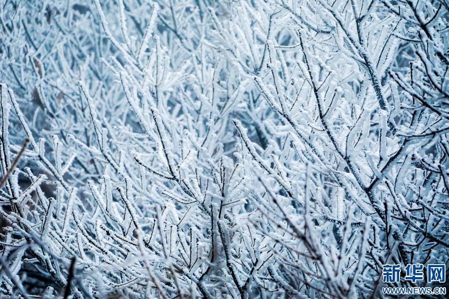 三門峽：一場“桃花雪”扮美“豫西後花園”