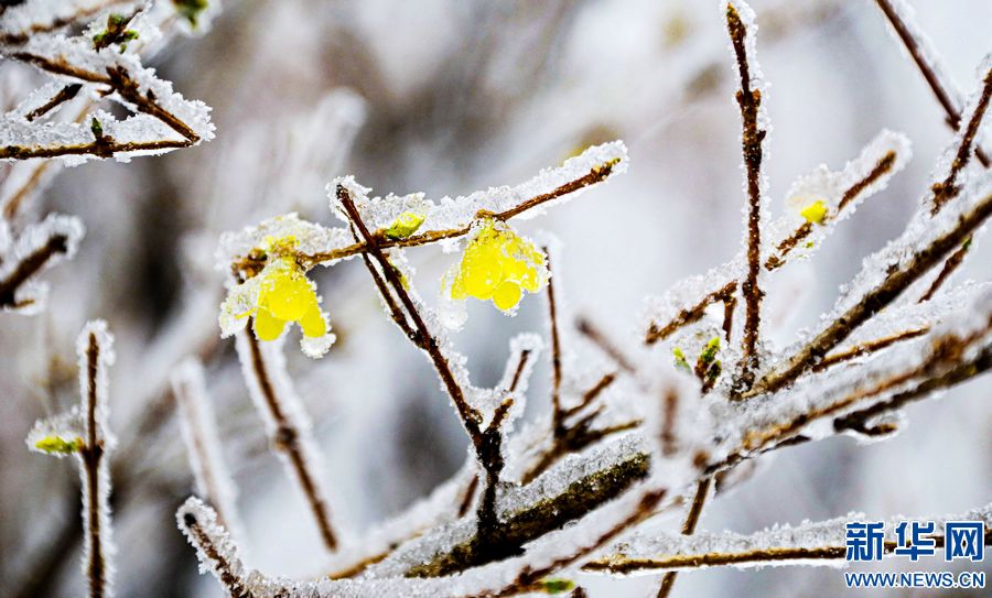 三門峽：一場“桃花雪”扮美“豫西後花園”