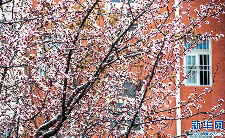 三門峽：一場“桃花雪”扮美“豫西後花園”