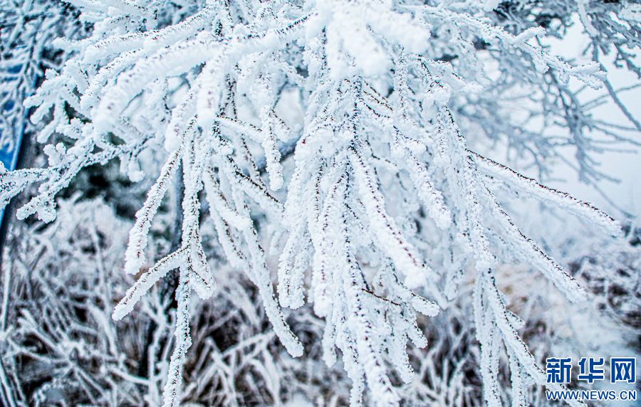 三門峽：一場“桃花雪”扮美“豫西後花園”