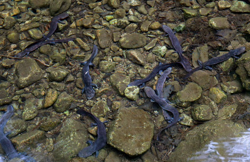 【河南供稿】洛陽欒川放流500多尾瀕臨生物“娃娃魚”