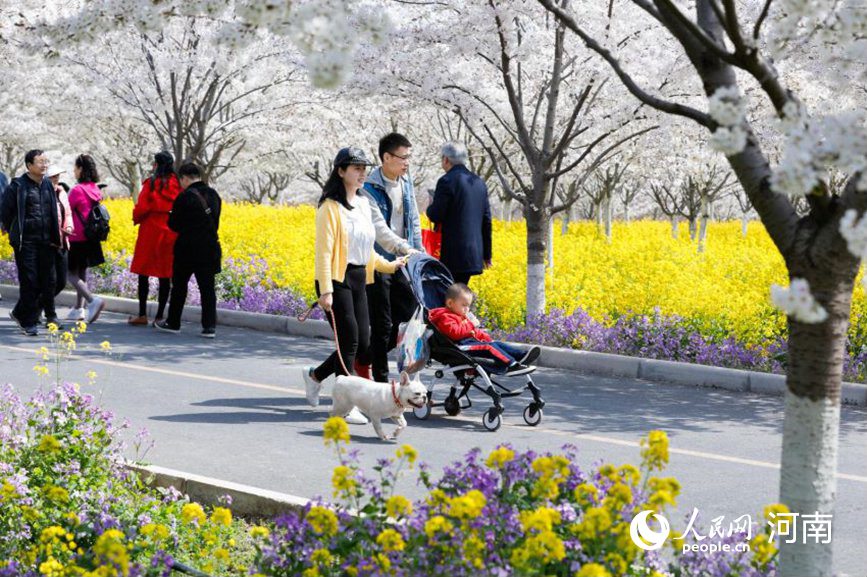 河南滎陽：黃河兩岸櫻花迎春次第開