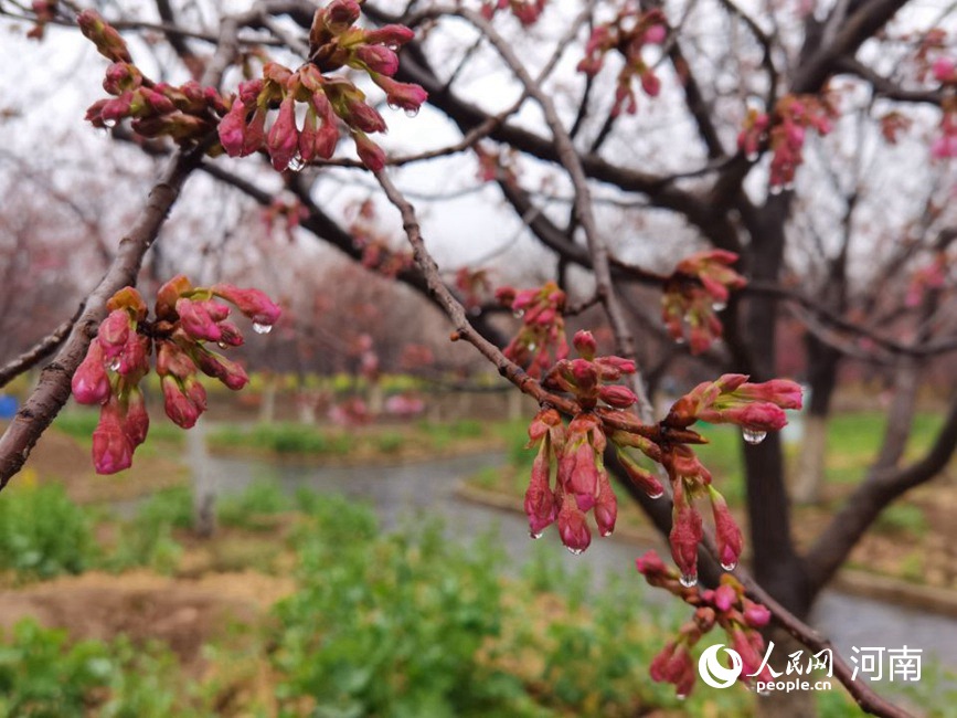 河南滎陽：黃河兩岸櫻花迎春次第開