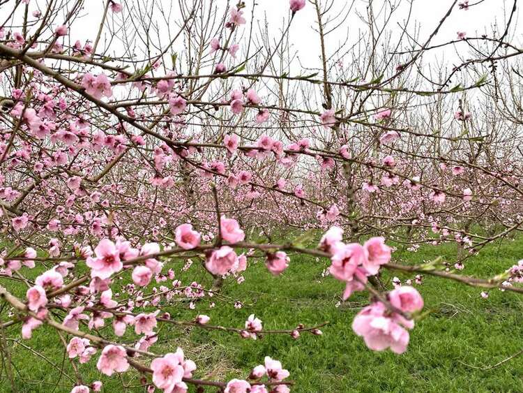 南陽臥龍區首屆“田園英莊”文化旅遊節舉行